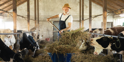 ag-banking-cows