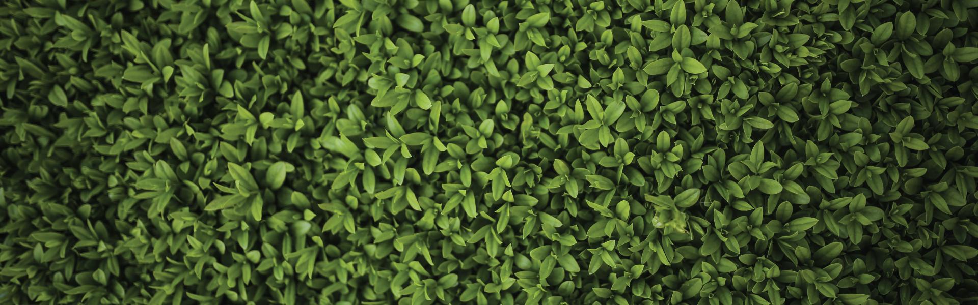 Home Glenwood State Bank